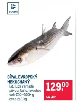 Makro Cípal evropský nekuchaný nabídka
