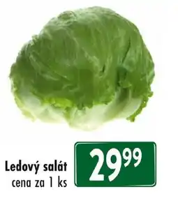 Qanto Ledový salát nabídka