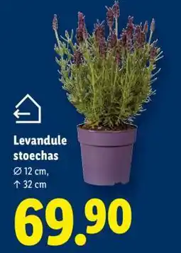 Lidl LEVANDULE STOECHAS nabídka