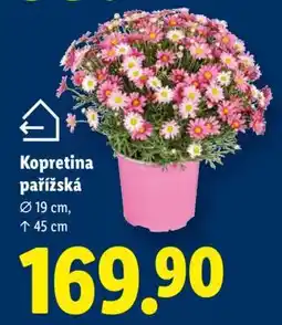 Lidl Kopretina pařížská nabídka