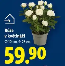 Lidl RŮŽE V KVĚTINÁČI nabídka