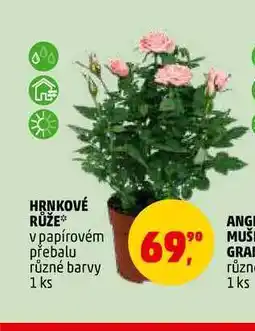 Penny Market HRNKOVÉ RŮŽE, 1 ks nabídka