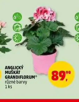 Penny Market ANGLICKÝ MUŠKÁT GRANDIFLORUM, 1 ks nabídka