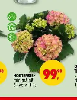 Penny Market HORTENSIE, 1 ks nabídka