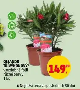 Penny Market OLEANDR TŘÍVÝHONOVÝ, 1 ks nabídka