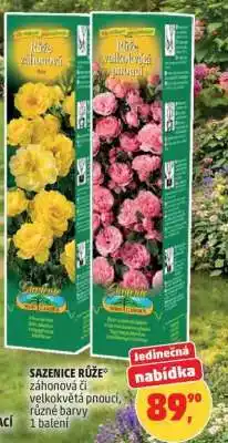 Penny Market SAZENICE RŮŽE nabídka
