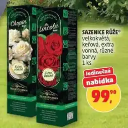Penny Market SAZENICE RŮŽE nabídka