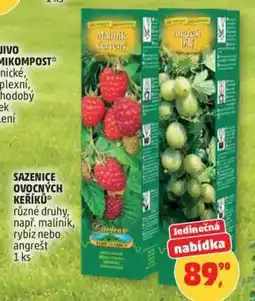 Penny Market Sazenice ovocných keříků nabídka