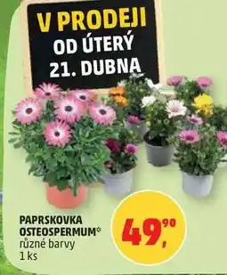 Penny Market PAPRSKOVKA OSTEOSPERMUM nabídka