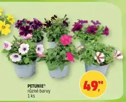 Penny Market PETÚNIE nabídka