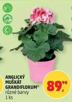 Penny Market Anglický muškát Grandiflorum nabídka