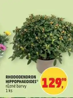 Penny Market RHODODENDRON HIPPOPHAEOIDES nabídka