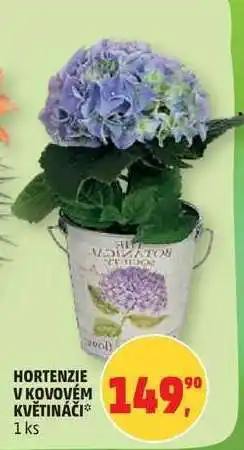 Penny Market Hortenzie v kovovém květináči nabídka