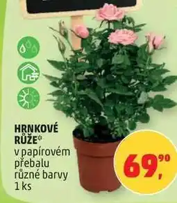 Penny Market HRNKOVÉ RŮŽE nabídka