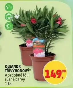 Penny Market Oleandr třívýhonový nabídka