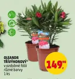Penny Market Oleandr třívýhonový nabídka