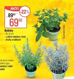 Globus BYLINKY nabídka