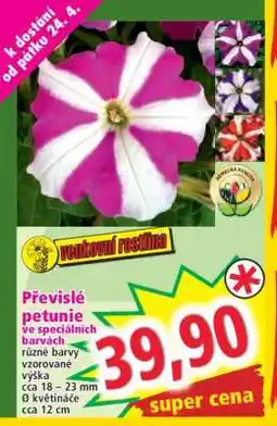 Norma Převislé petunie ve speciálních barvách nabídka