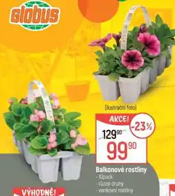 Globus Balkonové ROSTLINY nabídka