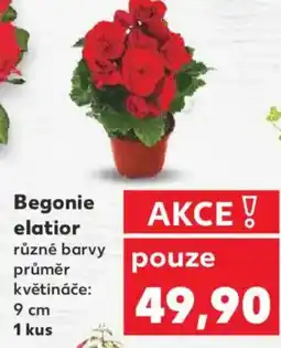 Kaufland Begonie elatior nabídka
