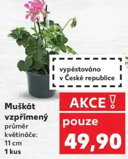 Kaufland Muškát vzpřímený nabídka