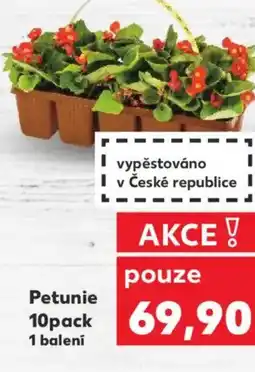 Kaufland Petunie nabídka