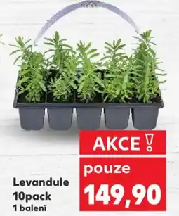 Kaufland Levandule nabídka