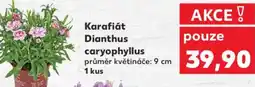 Kaufland Karafiát Dianthus caryophyllus nabídka