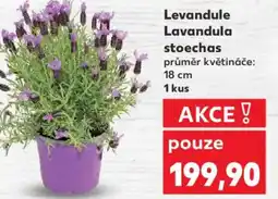 Kaufland Levandule Lavandula stoechas nabídka