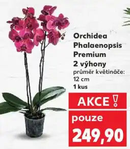Kaufland Orchidea Phalaenopsis Premium nabídka