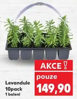 Kaufland Levandule 10pack nabídka