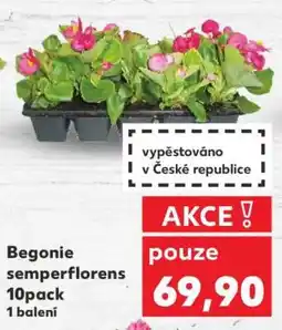 Kaufland Begonie semperflorens 10pack nabídka