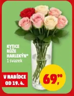 Penny Market Kytice růže harlekýn nabídka