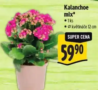 Albert Kalanchoe mix nabídka