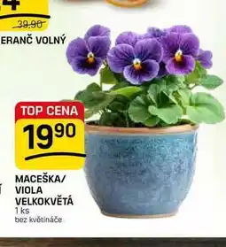 Flop MACEŠKA/ VIOLA VELKOKVĚTÁ 1 ks nabídka