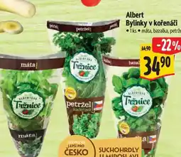 Albert Albert Bylinky v kořenáči 1ks nabídka