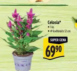 Albert Celosia, pr. květináče 12 cm nabídka
