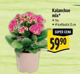 Albert Kalanchoe mix, pr. květináče 12 cm nabídka