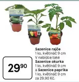 Tesco Sazenice rajče, 1 ks, květináč 9 cm nabídka