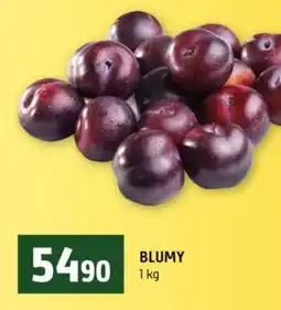 Terno Blumy nabídka