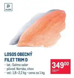 Makro Losos obecný filet trim D nabídka