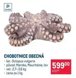 Makro CHOBOTNICE OBECNÁ nabídka