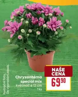 Billa Chryzantéma special mix nabídka