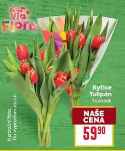 Billa Kytice Tulipán nabídka