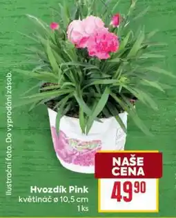 Billa Hvozdík Pink nabídka