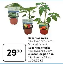 Tesco Sazenice rajče, okurka, paprika nabídka