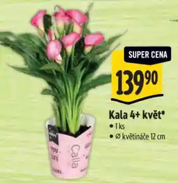 Albert Kala 4+ květ nabídka