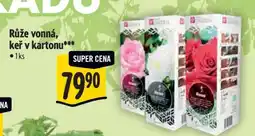 Albert Růže vonná, keř v kartonu nabídka