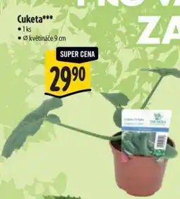 Albert CUKETA nabídka