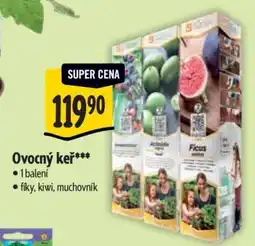 Albert Ovocný keř nabídka